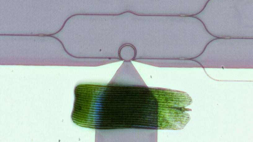 A visible-spectrum phase modulator (the ring at the center of a radius of 10 microns) is tinier than a butterfly wing scale. Photo credit: Heqing Huang and Cheng-Chia Tsai/Columbia Engineering