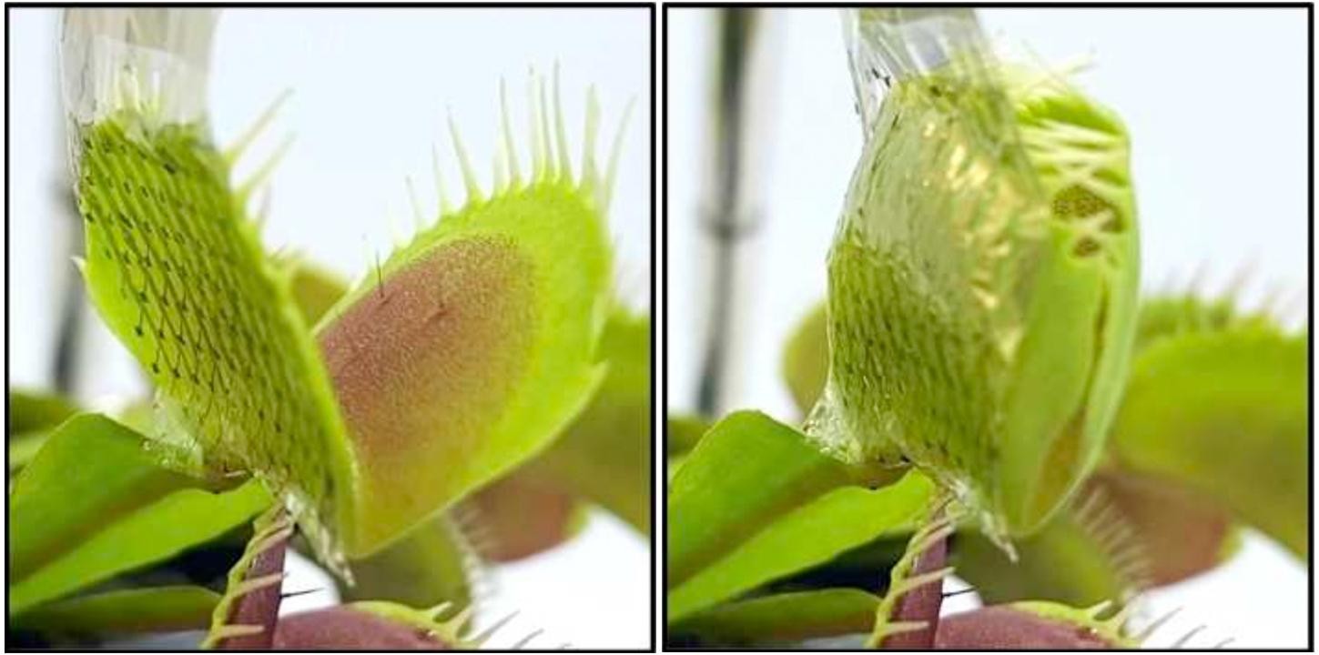 A NeuroGrid developed by Columbia engineers and neuroscientists recently used by botanists to investigate electrical signals in the Venus flytrap.