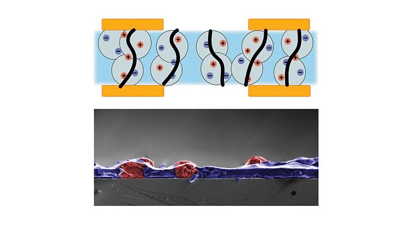Figure 2: Anisotropic ion conducting particulate composite (AIC): Schematic illustration of AIC cross section composed of ions (red and blue), conducting particles (gray), and insulating scaffold (blue); black lines indicate the vertical conduction path (top). Scanning electron microscopy cross-sectional image of AIC film. Colors highlight the sodium polystyrene sulfonate particles (red, 10 micron) and the polyurethane scaffold (purple). Credit: Dion Khodagholy/Columbia Engineering Figure 2