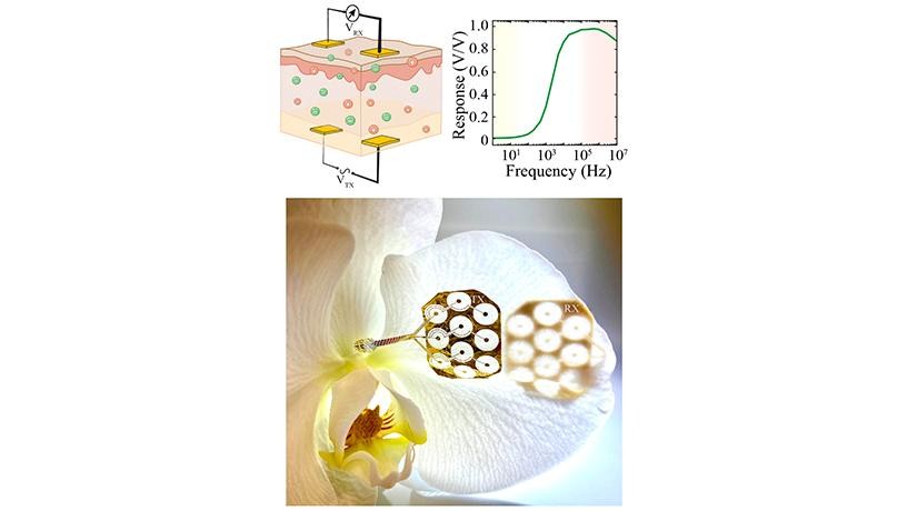 Figure 1: Ionic communication: Cross-sectional schematic illustration of an ionic communication device consisting of an implanted transmitter (TX) electrode pair inside biological tissue and a receiver electrode pair (RX) on the surface of the tissue (top left). Frequency responses of ionic communication highlighting is capacity to operate at megahertz frequencies (top right). A 10-link ionic communication transmitter (TX) and receiver (RX) array conforming to the surface of an orchid petal (bottom). Credit: Dion Khodagholy/Columbia Engineering figure 1