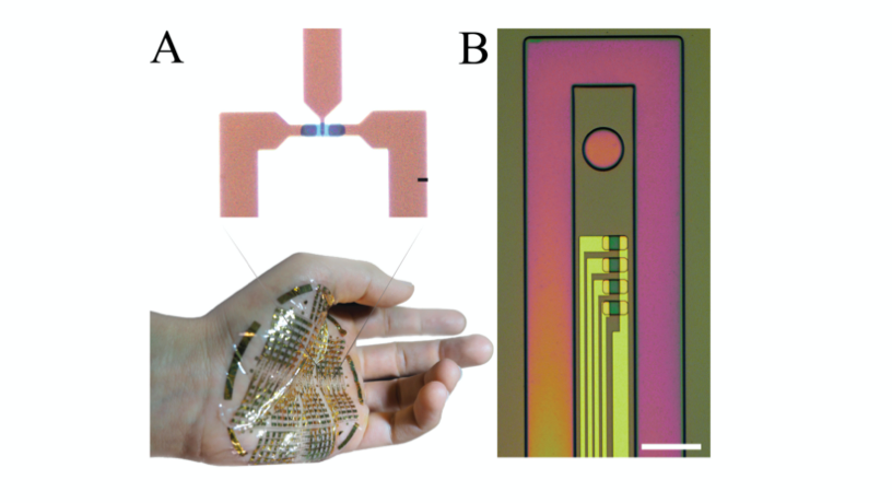 Conformable enhancement-mode, internal ion-gated organic electrochemical transistor (e-IGT): A) Micrograph displaying the top view of an e-IGT (top). Scale bar, 5 mm. Ultra-flexible, ultra-thin e-IGT array conforming to the surface of a human hand (bottom). B) Optical micrograph of an e-IGT-based device with four transistors for LFP and spike recording. The anchor hole facilitates insertion of the conformable device into deep layers of cortex. Scale bar, 80 mm.