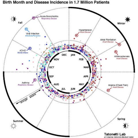 This data visualization maps the statistical relationship between birth month and disease incidence in the electronic records of 1.7 million New York City patients. (Nick Tatonetti/Columbia University Medical Center)
