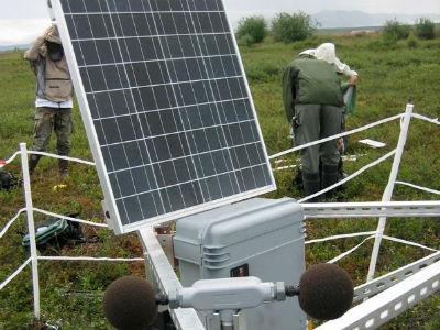 Microphones set out in the foothills of Alaska’s Brooks Range recorded the birds’ comings and goings. (Greaves)