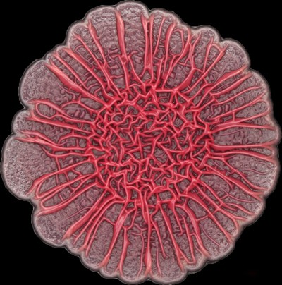 The development of colony biofilms by Pseudomonas aeruginosa is affected by redox-active compounds called phenazines. A phenazine-null mutant forms a hyperwrinkled colony with prominent spokes, while wild-type colonies are more constrained and smooth.
—Image courtesy of Hassan Sakhtah, Columbia University