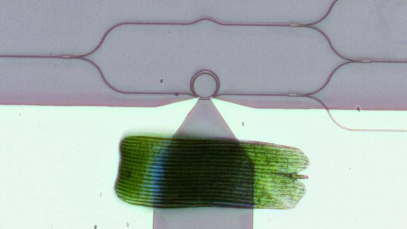 A visible-spectrum phase modulator (the ring at the center of a radius of 10 microns) is tinier than a butterfly wing scale. Photo credit: Heqing Huang and Cheng-Chia Tsai/Columbia Engineering A visible-spectrum phase modulator (the ring at the center of a radius of 10 microns) is tinier than a butterfly wing scale. Photo credit: Heqing Huang and Cheng-Chia Tsai/Columbia Engineering