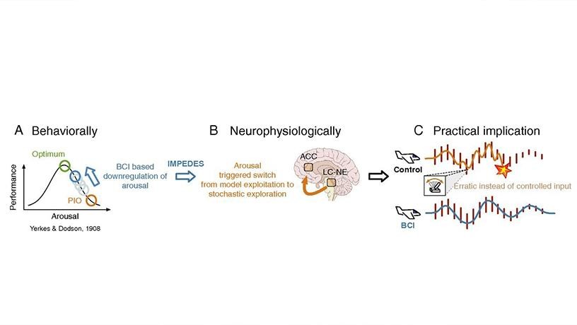 Linking neurophysiological measures to fundamental behavioral constructs will both improve our understanding of the neuroscience of decision making and yield insight into practical implications in real world environments —e.g. interactions between decision-making and arousal which can result in pilot induced oscillations leading to crashes (from Faller et al, PNAS 2019). Credit: Laboratory for Intelligent Imaging and Neural Computing/Columbia Engineering