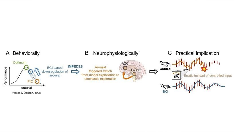Linking neurophysiological measures to fundamental behavioral constructs will both improve our understanding of the neuroscience of decision making and yield insight into practical implications in real world environments —e.g. interactions between decision-making and arousal which can result in pilot induced oscillations leading to crashes (from Faller et al, PNAS 2019). Credit: Laboratory for Intelligent Imaging and Neural Computing/Columbia Engineering Linking neurophysiological measures to fundamental behavioral constructs will both improve our understanding of the neuroscience of decision making and yield insight into practical implications in real world environments —e.g. interactions between decision-making and arousal which can result in pilot induced oscillations leading to crashes (from Faller et al, PNAS 2019). Credit: Laboratory for Intelligent Imaging and Neural Computing/Columbia Engineering