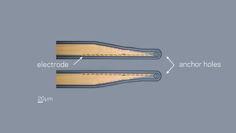 Micrograph of the micro-fabricated conformable conducting polymer-based electrode array.