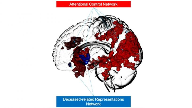 Image of brain networks involved in controlling attention towards the deceased (red) and representing the deceased (blue). During a 10-minute period of mind-wandering, avoidant grievers engaged the control network to block representations activated in the representation network from reaching consciousness.