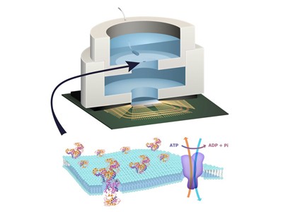 Illustration depicting biocell attached to CMOS integrated circuit with membrane containing sodium–potassium pumps in pore —Image courtesy of Trevor Finney and Jared Roseman Illustration depicting biocell attached to CMOS integrated circuit with membrane containing sodium–potassium pumps in pore
—Image courtesy of Trevor Finney and Jared Roseman