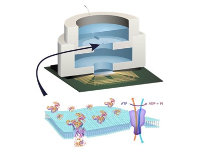 Illustration depicting biocell attached to CMOS integrated circuit with membrane containing sodium–potassium pumps in pore
—Image courtesy of Trevor Finney and Jared Roseman