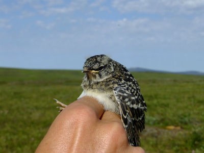 White-crowned sparrows like this one may outcompete Lapland longspurs as shrub-dominated nesting grounds expand in a warming Arctic. (John Wingfield) White-crowned sparrows like this one may outcompete Lapland longspurs as shrub-dominated nesting grounds expand in a warming Arctic. (John Wingfield)