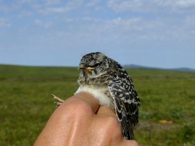 White-crowned sparrows like this one may outcompete Lapland longspurs as shrub-dominated nesting grounds expand in a warming Arctic. (John Wingfield)