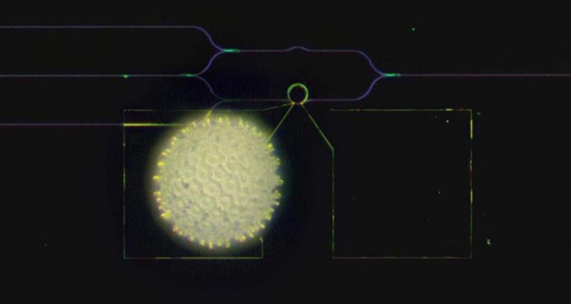 A visible-spectrum phase modulator (the ring at the center of a radius of 10 microns) is much smaller than a grain of pollen of the morning glory. Photo credit: Heqing Huang and Cheng-Chia Tsai/Columbia Engineering A visible-spectrum phase modulator (the ring at the center of a radius of 10 microns) is much smaller than a grain of pollen of the morning glory. Photo credit: Heqing Huang and Cheng-Chia Tsai/Columbia Engineering