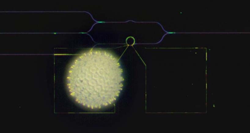 A visible-spectrum phase modulator (the ring at the center of a radius of 10 microns) is much smaller than a grain of pollen of the morning glory. Photo credit: Heqing Huang and Cheng-Chia Tsai/Columbia Engineering