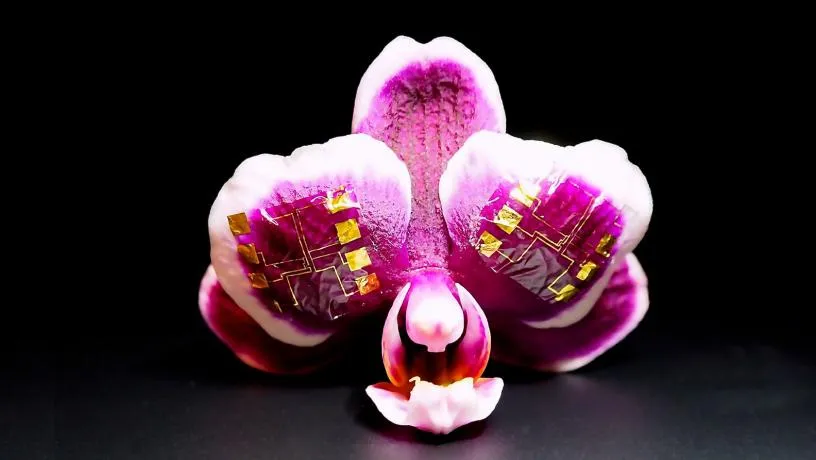 IGT-based NAND and NOR gates conform to the surface of orchid petals (left). Scale bar, 1cm. Optical micrographs of NOR (upper right) and NAND (lower right) logic gates. Input (I1, I2) and output (O) configuration is indicated. Scale bar, 100 mm.