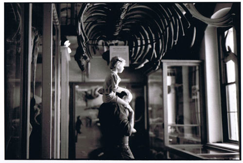 pitt rivers