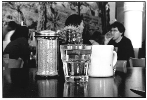 table cactus