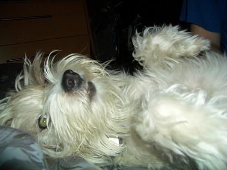 Woof